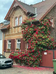 200+ Rare Rainbow Rose Seeds Multi-Colored Climbing Roses for Stunning Garden Fence and Patio Decoration Easy-to-Grow Perennials All Seasons