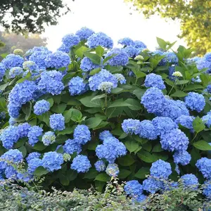 The Original Endless Summer Hydrangea