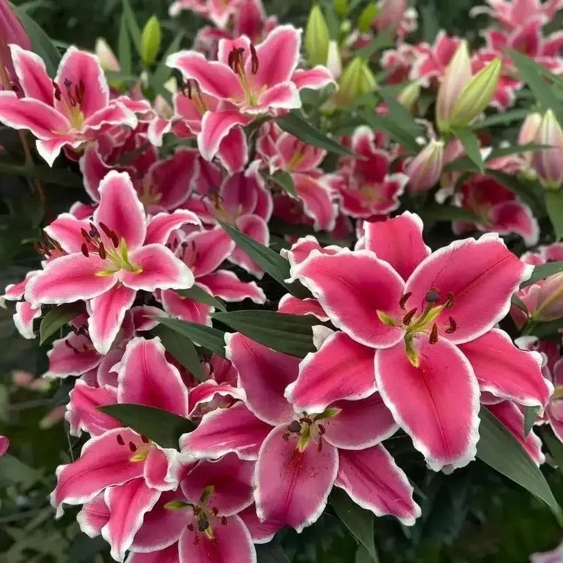 100Pcs Black Beauty Lily Flower Seeds - Rare Deep Crimson Perennial Blooms, Minimal Care, Sweet Fragrance, Attracts Butterflies, Easy to Grow for Bold Elegant Gardens