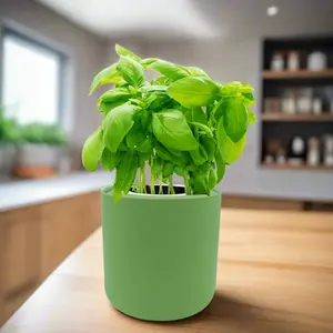 Basil Hydroponic Herb Kit