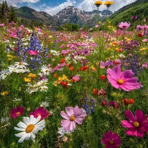 800 Wildflower Seeds for Planting – Mixed Flower Seeds for Garden, Colorful Bloom Variety for Outdoor Yard, Easy to Grow Seeds Only, Not Live Plants