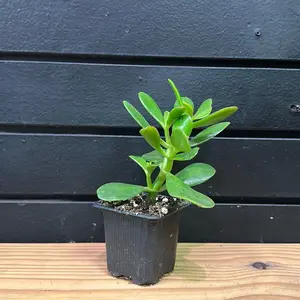 Jade Plant Succulent Plant