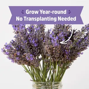 Back to the Roots Lavender Windowsill Planter for Home Garden