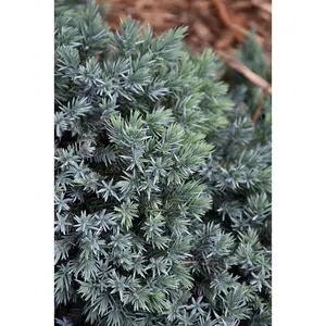 Juniper Blue Star #3