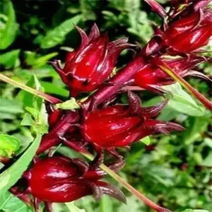 Hibiscus seeds - Jamaican Sorrel - Red sour leaf