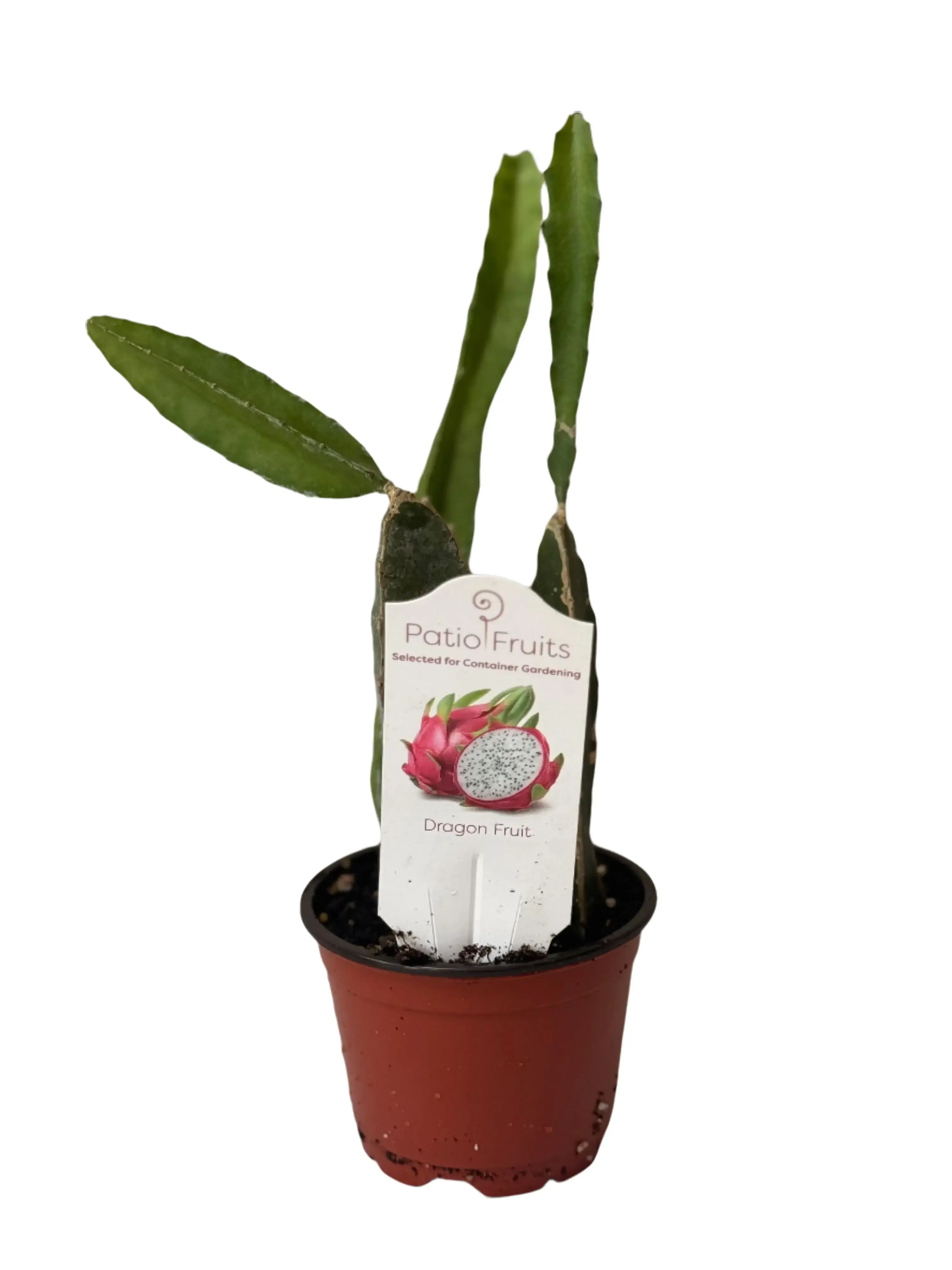 Dragon Fruit Patio Cactus - Organic - Container Gardening - Night Blooming - Easy to Grow Cactus - Tropical Climbing Cactus Tropical House Plant Rare House Plant