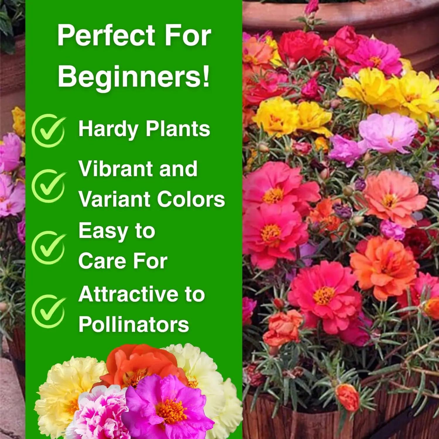 10,000 Portulaca Seeds - Double-flowered Moss Rose Annual Perennial Flower Seeds for Planting Outdoors Non GMO Mixed Colors Large Blooms Attract Pollinators Easy to Grow All Seasons