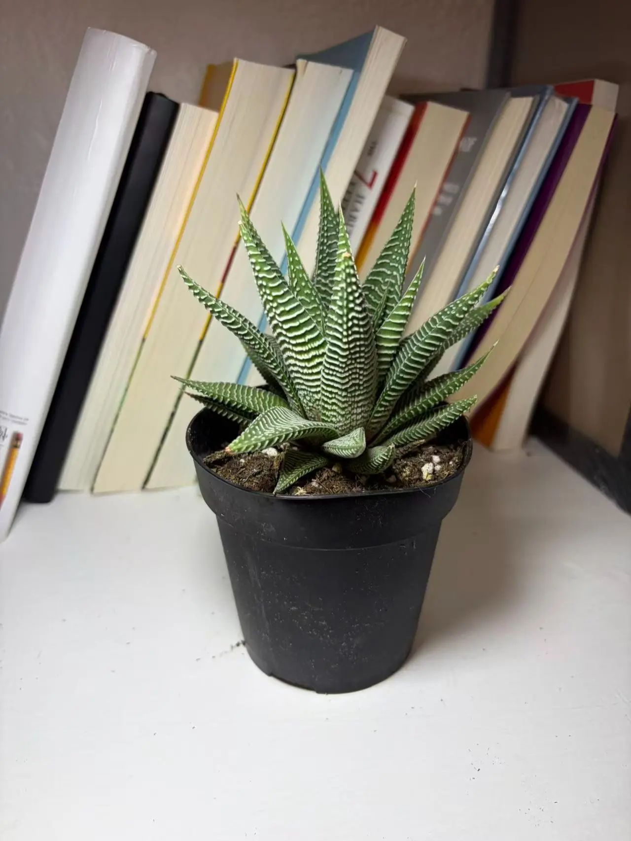 RZ-28 Live Succulents Haworthia Miami(4-inch), Succulent Plants Fully Rooted in Pots with Soil, Easy-Care House Plant for DIY, Home Office Decor, Wedding Party Favor