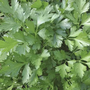 Heirloom Italian Giant Parsley Seeds - Organic and Regenerative Gardening Seeds
