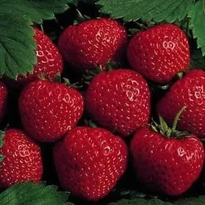 25 Earliglow Strawberry Plants - Bareroot - The Earliest Berry
