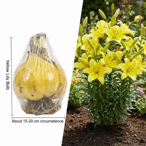 Vibrant Red and Yellow Lily Bulbs | Easy to Grow for a Dazzling Garden Display