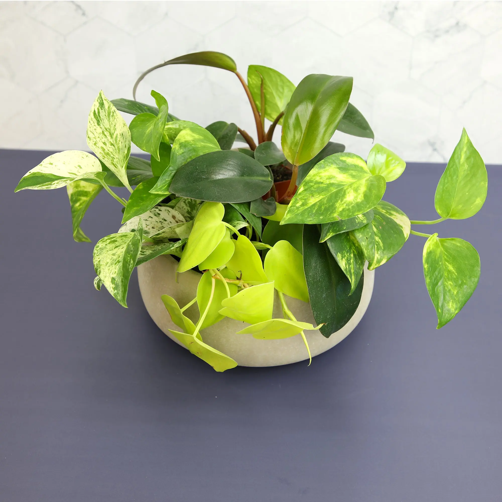 Philodendron & Pothos Plant 6-pack: Hanging Vines & Variegated Plants - (2  Pots) - Golden Pothos - Marble Queen Pothos - Brasil Philodendron - Micans  - Neon - Satin Pothos - Heart Leaf Philodendron - TikTok Shop