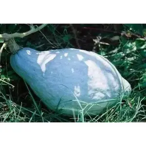 Blue Hubbard SEEDS - HEIRLOOM Winter Squash