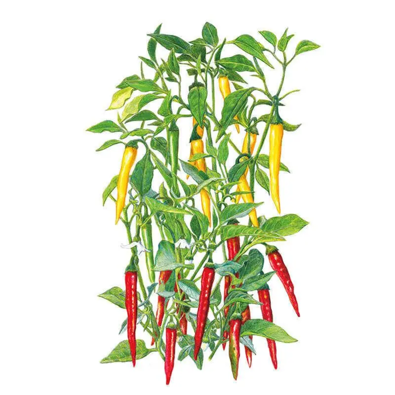 Cayenne Blend Chile Pepper Seeds Cayenne Blend Chile Pepper Seeds
