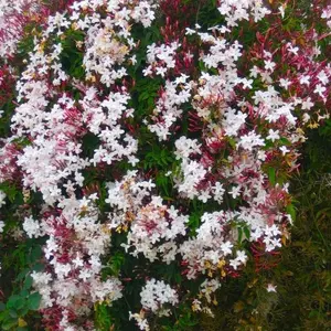 Pink Jasmine - Jasminum polyanthum - Starter live Plant - fragrant flowers ship in pot