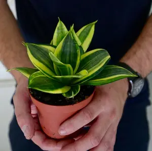 Rare Sansevieria Golden Hanhii in 3” pot - Mini Snake Plant- Live Houseplant - Air Purifying Plant - Easy Care Plant - US seller