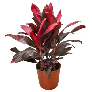 Hawaiian Ti Plant (3 Gallon)