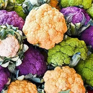 50+ Seeds Cauliflower Mix Seeds 4 Varieties Purple Green Yellow Delicious