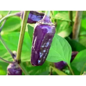 BLACK SCORPION TONGUE , chili variety - Organically grown !!