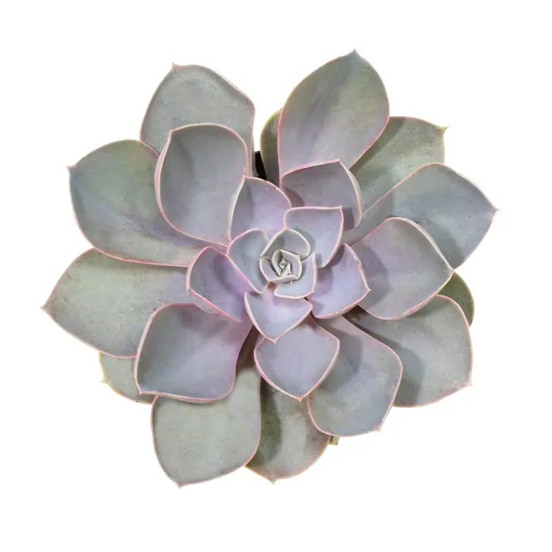 seed plant Chia – 250 Seeds main image 0