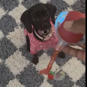 Mizusu Interactive Cat & Dog Teaser Toy with Two Additional Tails, Kitten Rolling Ball Toy, Pet Supplies, Dog & Cat Accessories Cute dog toys