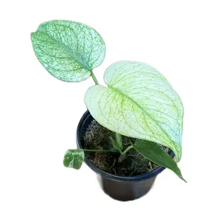 Monstera Mint Exotic Tropical Plant Start