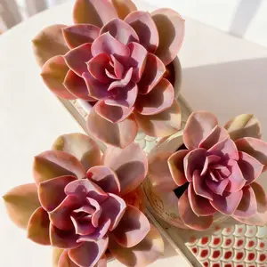 Echeveria Rainbow Variegated  Vibrant Real Plant, Easy Care & Perfect for Home or Holiday Decor!