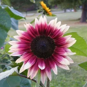 Green River 25 Cherry Rose Sunflower Seeds - Perennial Flower Seed Pack, Unique Bicolor Blooms for Cut Flowers, Easy Outdoor Planting, Premium Heirloom Seeds for Pollinator Gardens, Cottage Garden