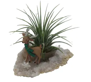 Reindeer Christmas Geode with Live Air Plant - Tillandsia
