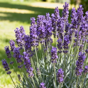 200 Lavender Seeds – Fragrant, Easy-to-Grow Perennial Herb for Home Gardens, Pots, Borders, and Soothing Aromatic Spaces