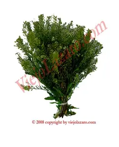 Mastuerzo Herbs Sabe Leccion