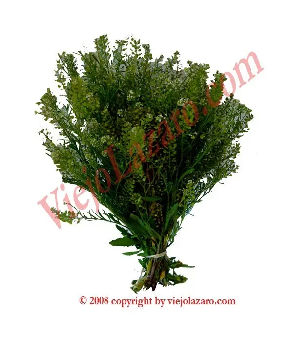 Mastuerzo Herbs Sabe Leccion
