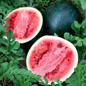 Organic Sugar Baby Watermelon Seeds (Citrullus lanatus) – Compact, Sweet, and Juicy, Perfect for Small Gardens – 10+ Seeds