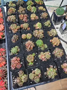 Gymnocalycium Mihanovichii "Dinosaur" Clone Cluster 2.7" Pot - Pick our yours live with us, or go with Grower's Choice when not LIVE