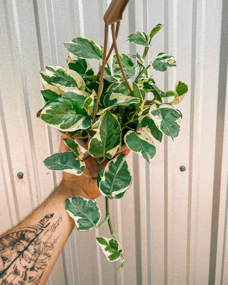 6" Pothos 'Pearls and Jade' (Hanging Basket)