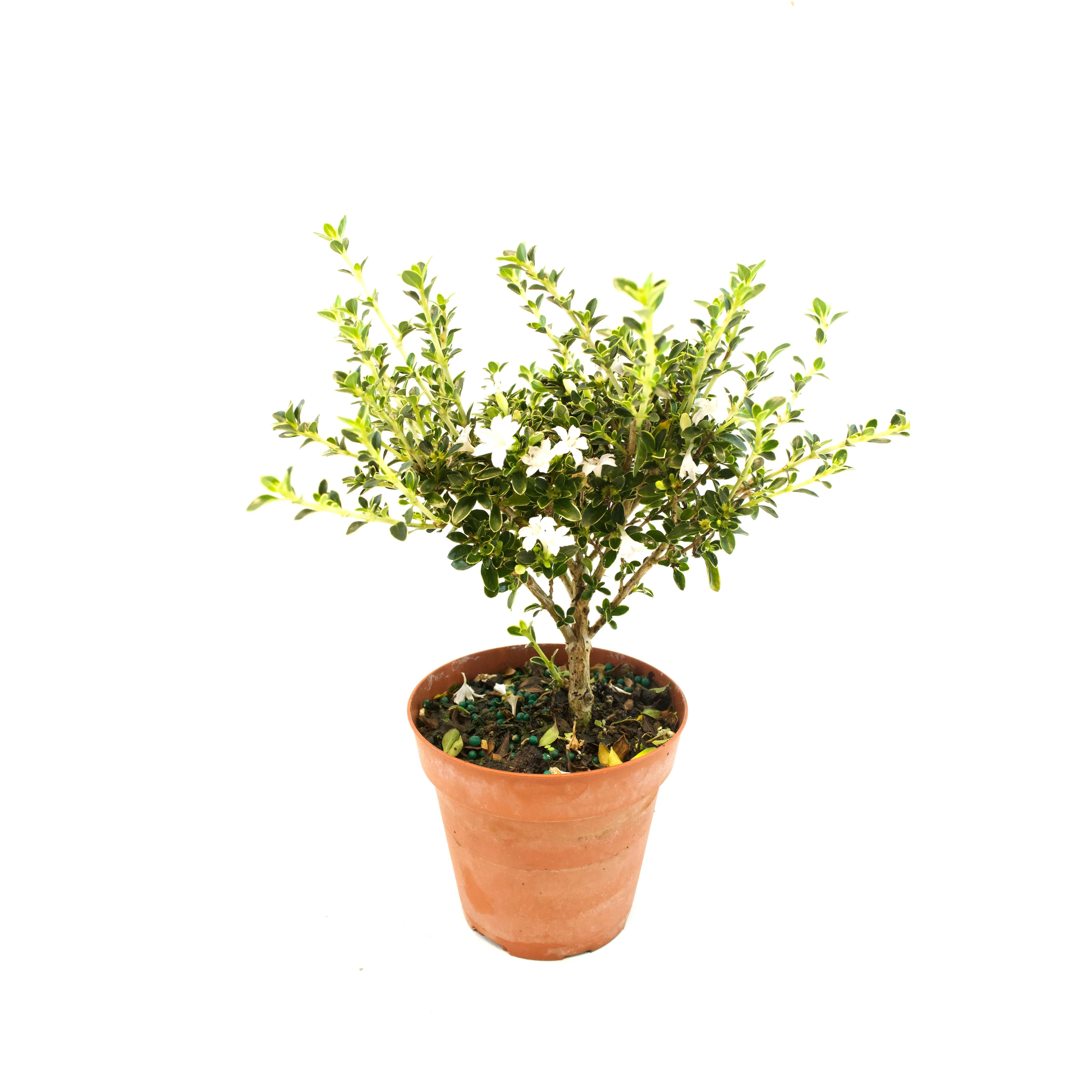 Serissa Mount Fuji Live in 4"Pot - Pre-Bonsai