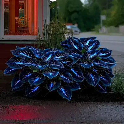 Coleus Plant - TikTok Shop