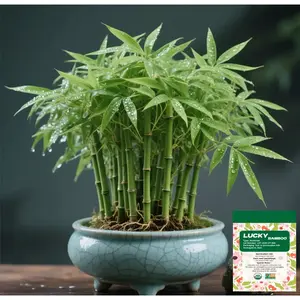 Lucky Bamboo Cypress Seed  - Live Indoor Houseplants for Home Decor,  Bamboo Plant, Indoor Low Light Plants, Feng Shui Lots Of Green Leaves