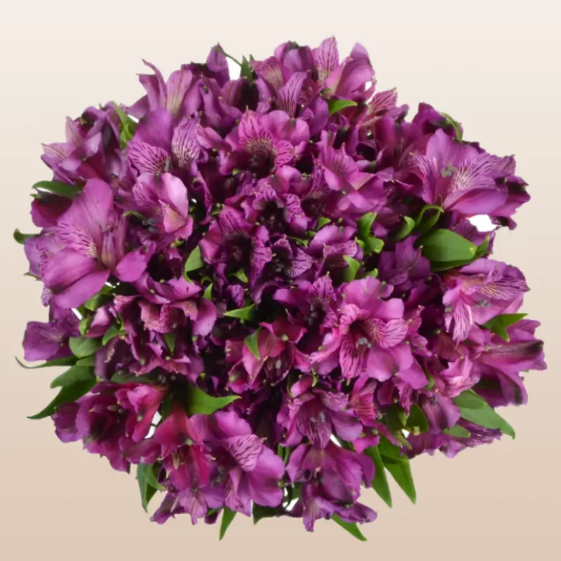 Alstroemeria Purple Farm Fresh Flowers 80 Stems Peruvian Lilies 23 Inch Stems 3 Bloom Size 10-15 Vase Life Ideal for Events