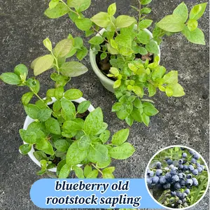 Ripe blueberry seedlings - 1 bare-rooted, flowering and fruiting shrub for home garden or potting