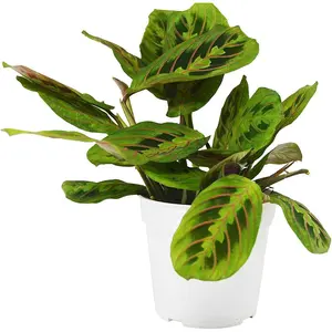 Red Maranta Prayer Plant - Live Plant in a 4 Inch Pot - Maranta Leuconeura “Erythroneura” - Beautiful Easy to Grow Air Purifying Indoor Plant