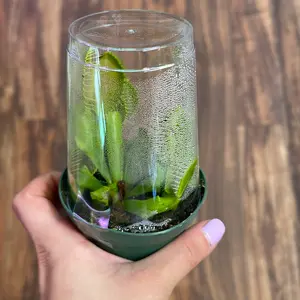 Carnivorous Venus Fly Trap Plant 2.5” with Humidity dome