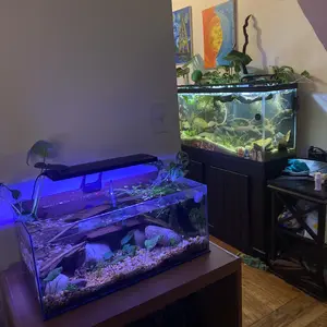 hygger Clip On 24/7 Lighting Aquarium LED Light, 14W Sunrise-Daylight-Moonlight and DIY Mode, Adjustable Timer / Brightness Fish Tank Light with 7 Colors for Planted Tank Aquatic Life Outdoorfun