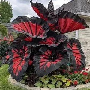 800pcs+ Seeds – Rare Shade-Loving Perennials, Bold Foliage for Unique Garden Borders & Containers