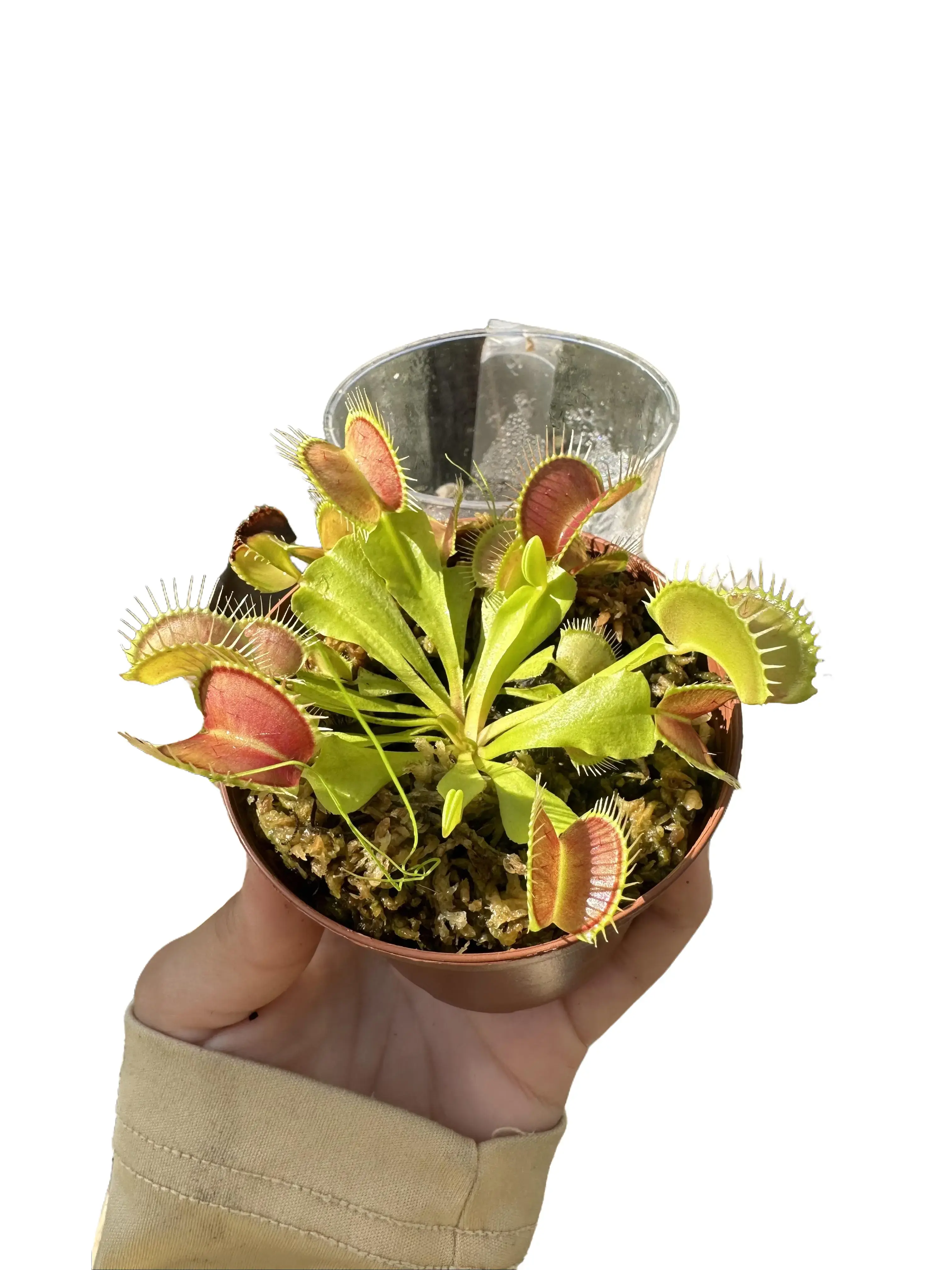 Venus Fly Trap Live Plant 3in - Exotic Tropical Pitcher Plant - Carnivorous Houseplant - Unique Trap Foliage - Red & Green Pitchers - Statement Indoor Plant - Natural Pest Control - Unique Gift