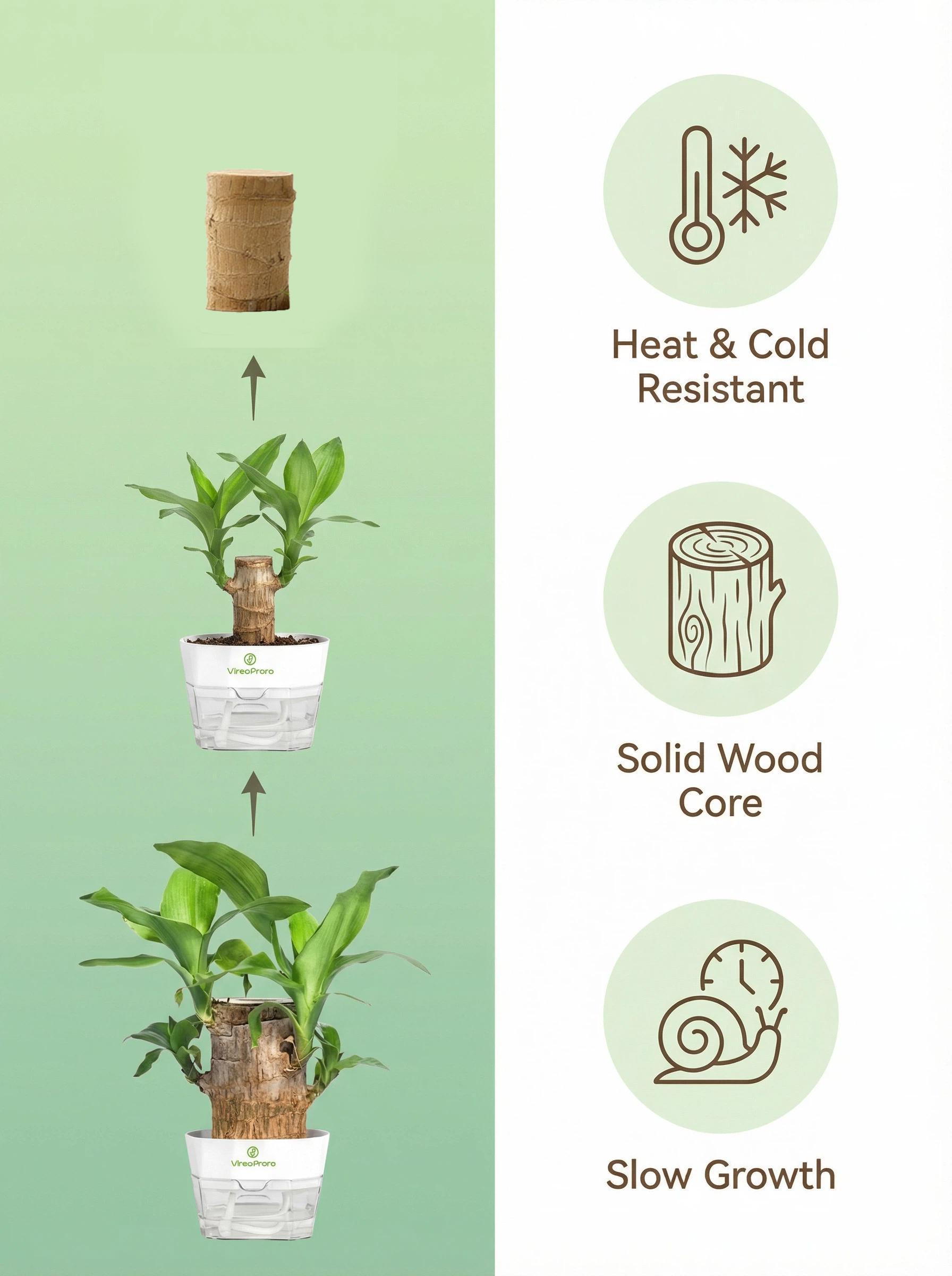 2026 New Brazilian Lucky Tree Live Plant – Easy Care Indoor Lucky Wood, Symbol of Good Fortune & Wealth, with Sturdy Base, Feng Shui Decor for Home, Office & Desk, Beginner-Friendly Houseplant & Unique Gift