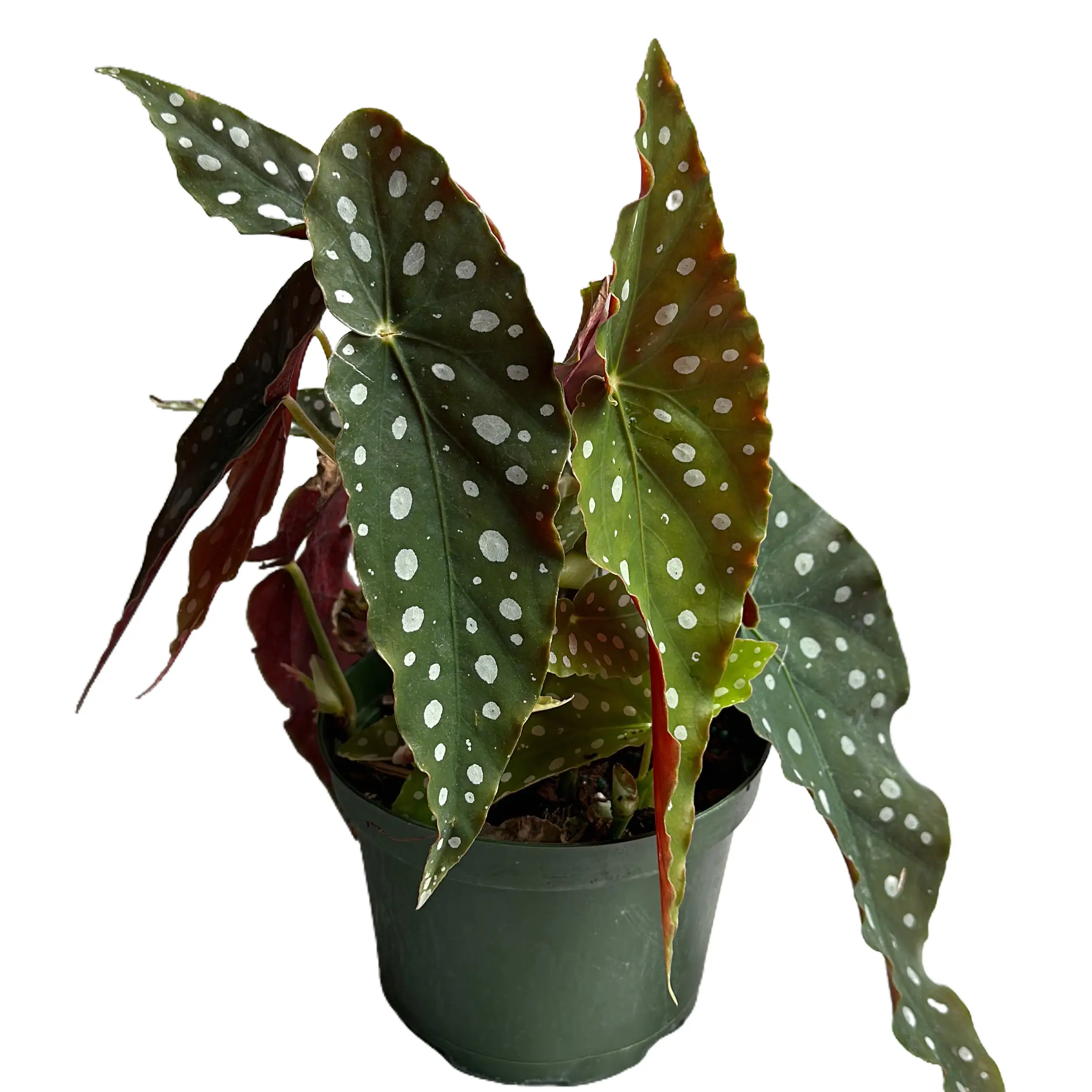 Begonia Maculata 6" pot House Plant - Unique Leaves, Indoor Home Decoration