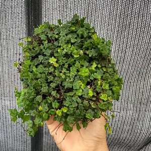 String of frogs 4 in pot ficus Pumila quercifolia