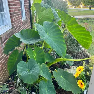 Beautiful Giant Elephant Ears Heads Plant