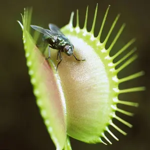 Indoor Carnivorous Plants Kit: 100 Pcs of Flycatcher and Pitcher Seeds for Pots | Low Maintenance, All Seasons